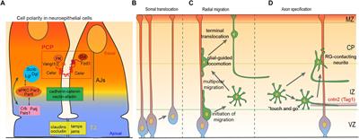 Linking Cell Polarity to Cortical Development and Malformations